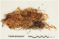 藏品(灰苔科)的圖片